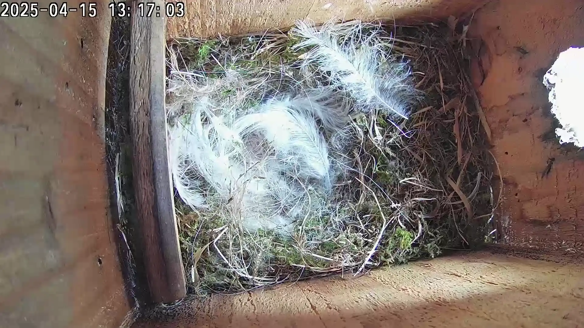 New egg area