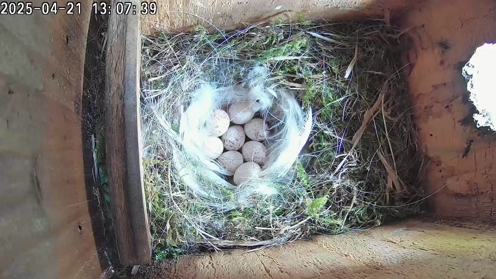 Eight eggs!