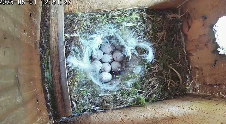 Nest renovation