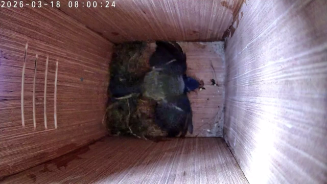 Foot kicks and wing beats