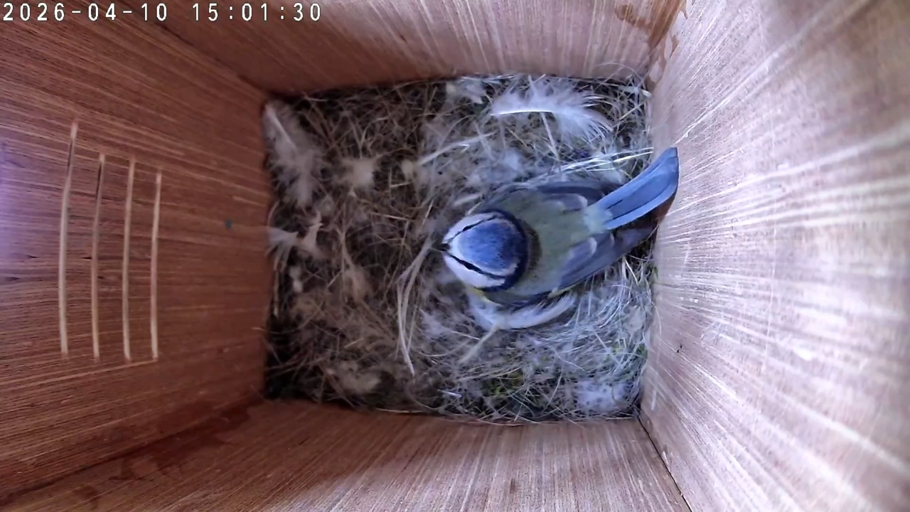 Gathering the Goods 🪶