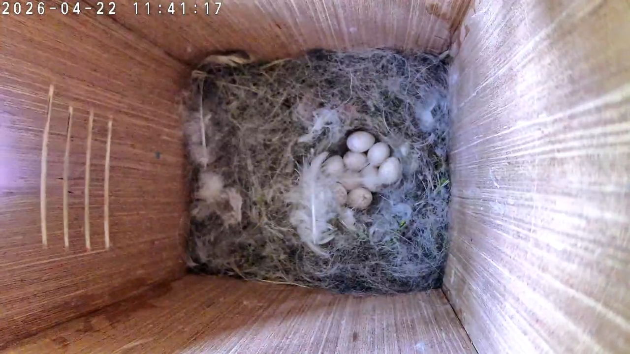 Cleo’s Cozy Nest of Nine
