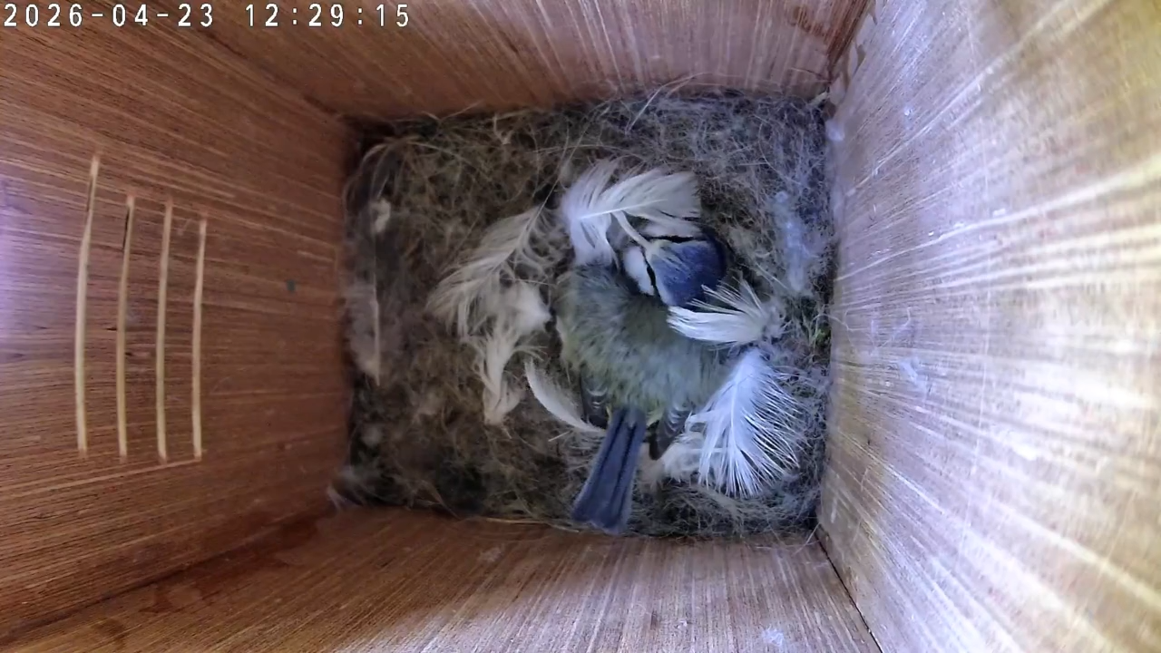 Still Nine in the Nest