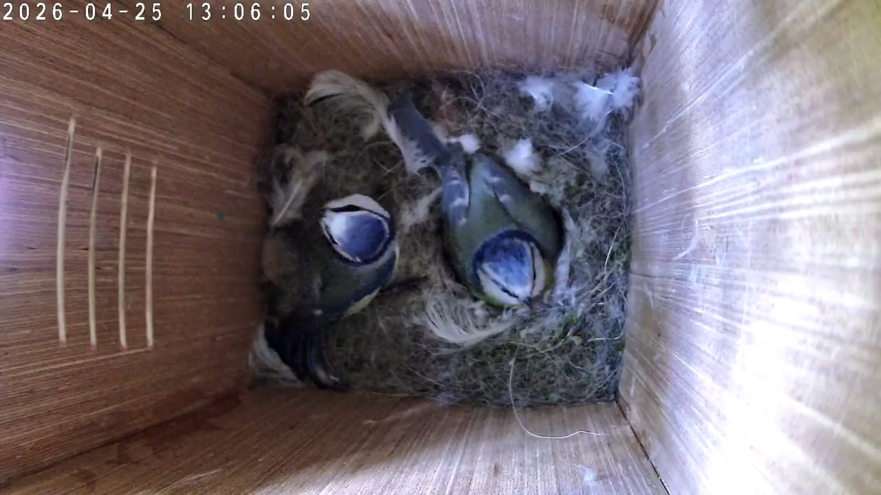 A Quiet Day in the Nest