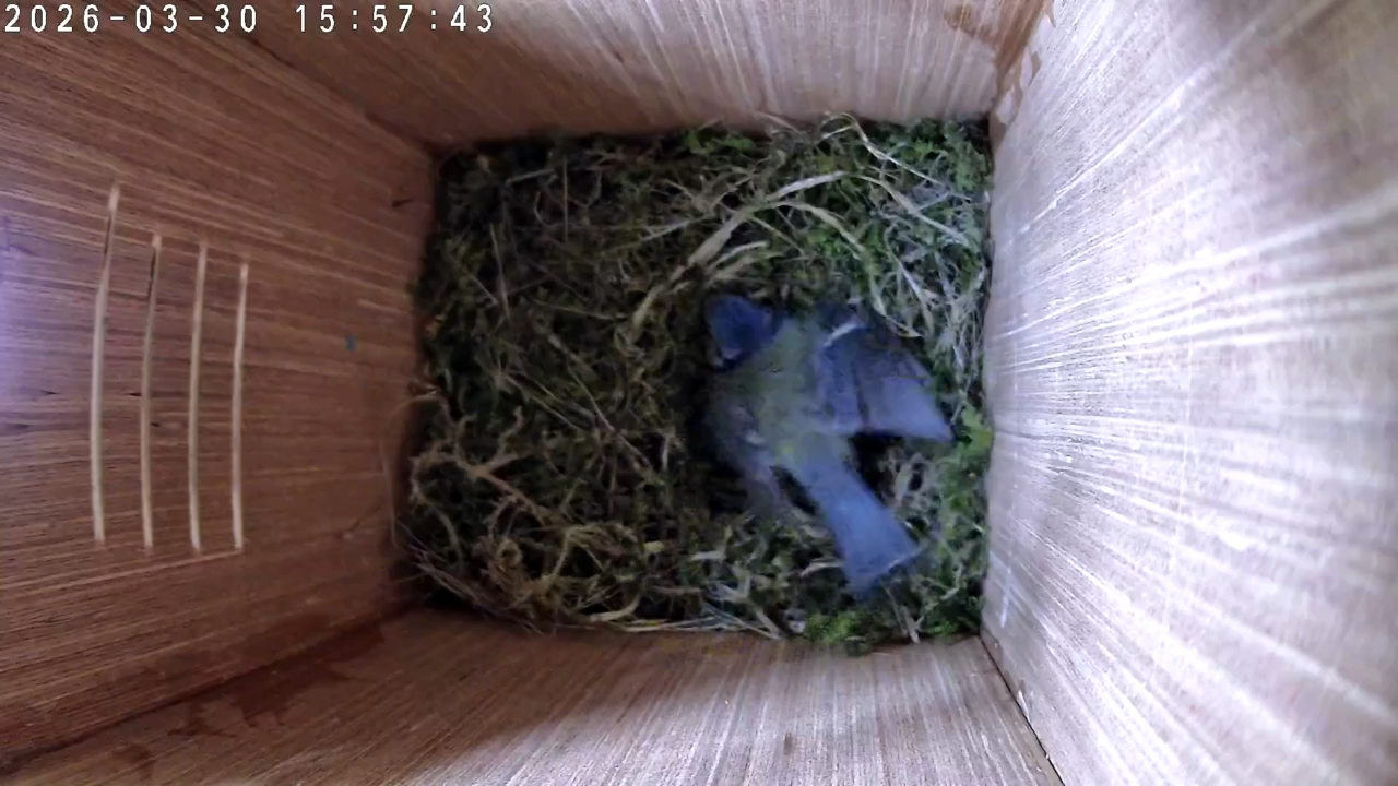 Coast is clear, phew!