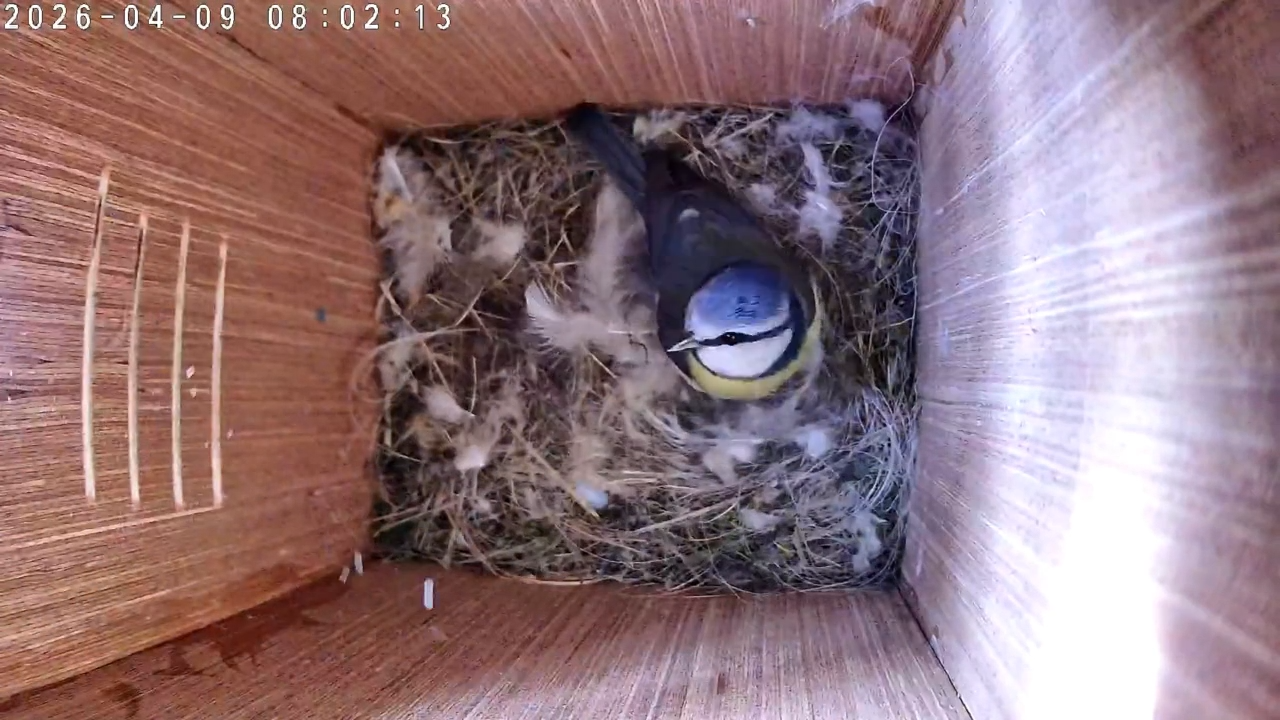 Almost chick ready 🪶🐥