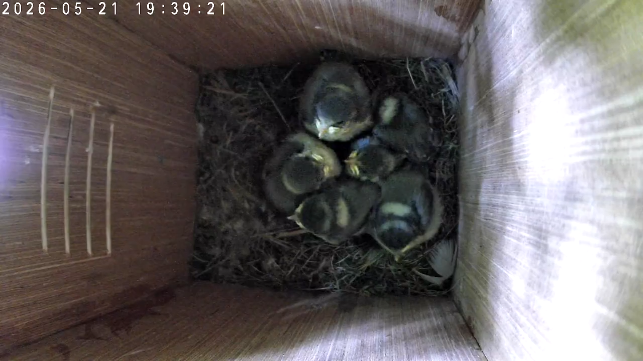 A Nest Full of Colour