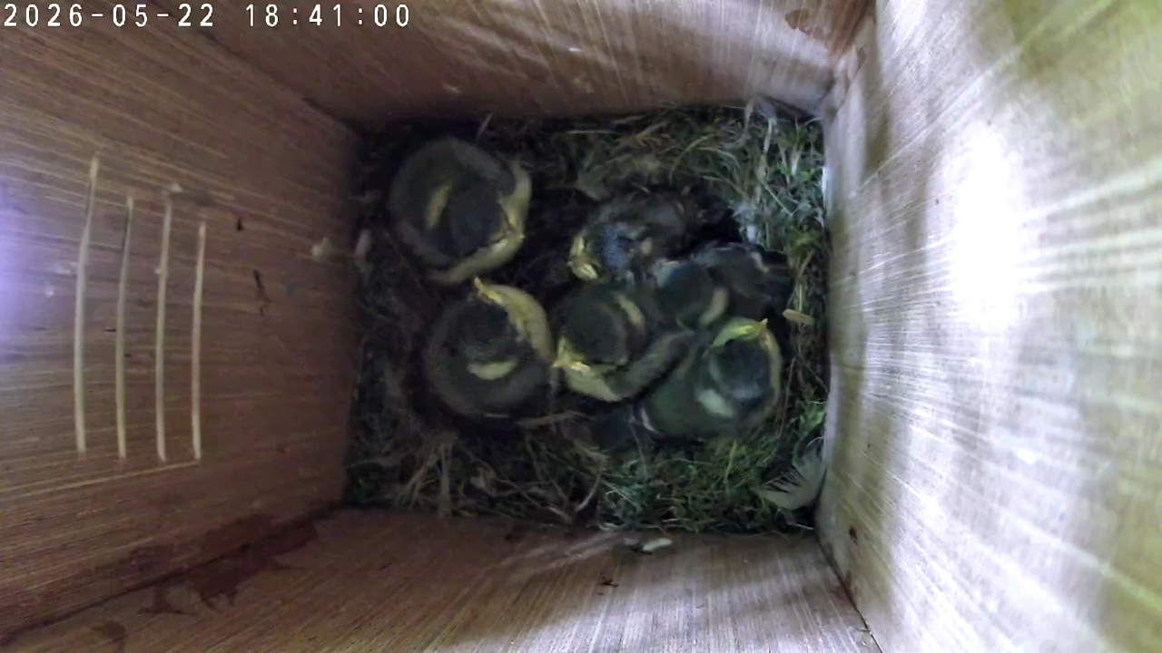 The Final Days in the Nest