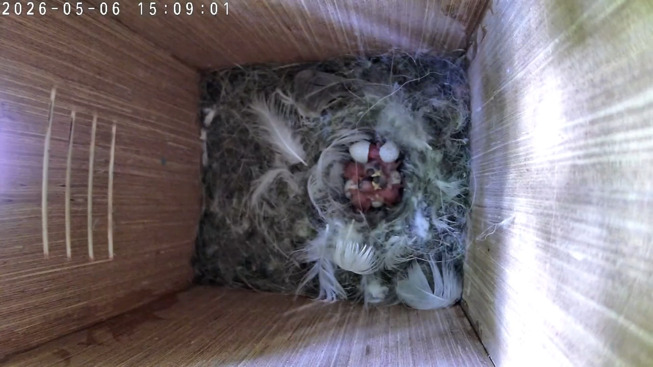 Hatch Day At Last