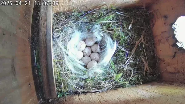 Eight eggs!