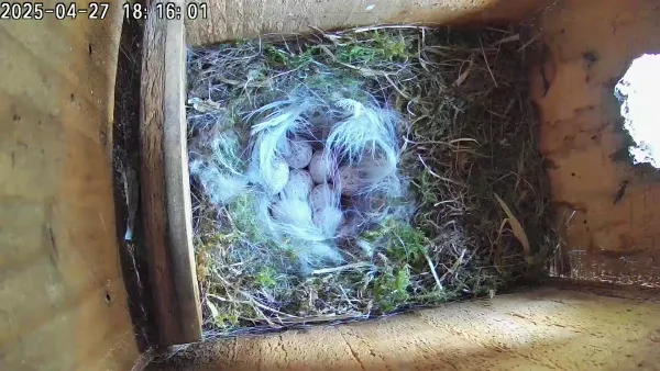 Feather Secured