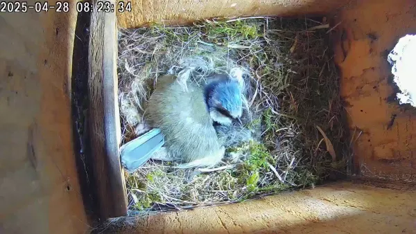 Feathered Neighbours