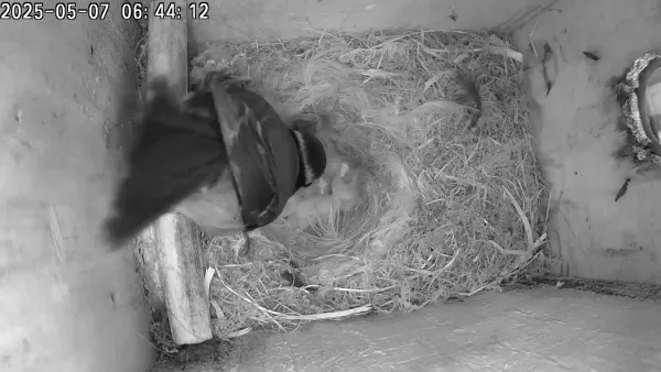Morning feed