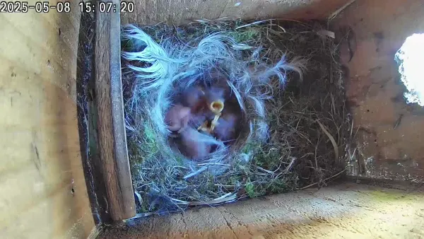 Eating egg shells