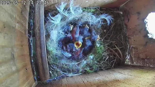 7 Healthy chicks