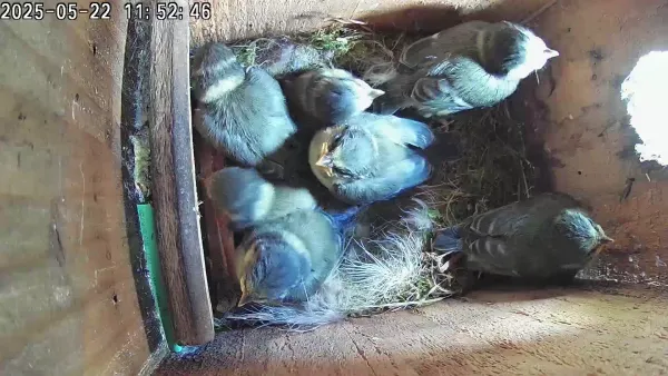 7 chicks