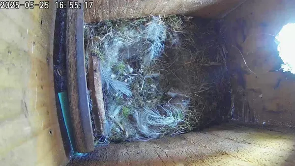 Flying the nest