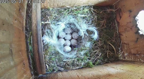 Nest renovation