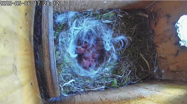 Hatch day !!!