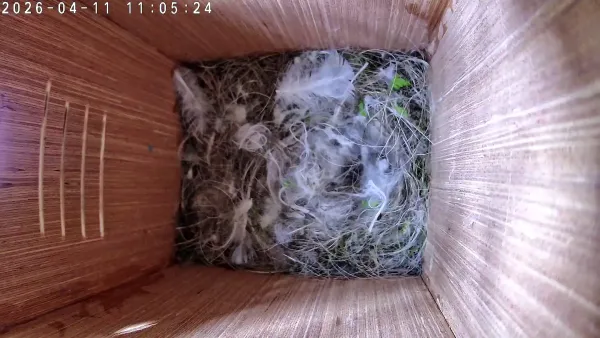 Nest takes shape