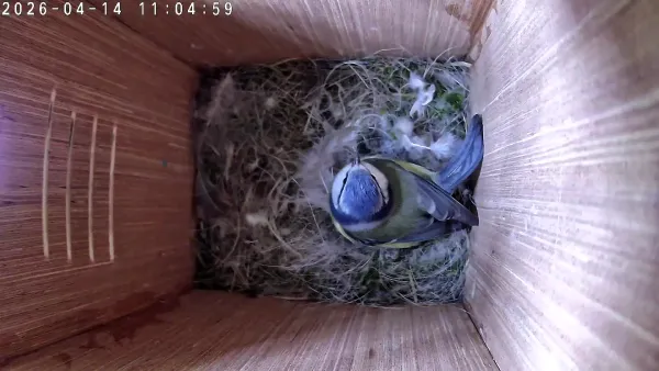 The Secret Life of a Nest