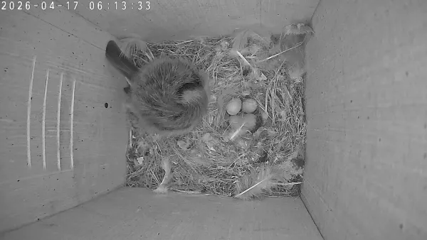 Clutch Update: 4 Eggs