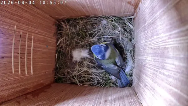 No sign of eggs 🥚