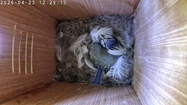 Still Nine in the Nest