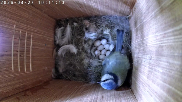 A Soft Day of Nesting