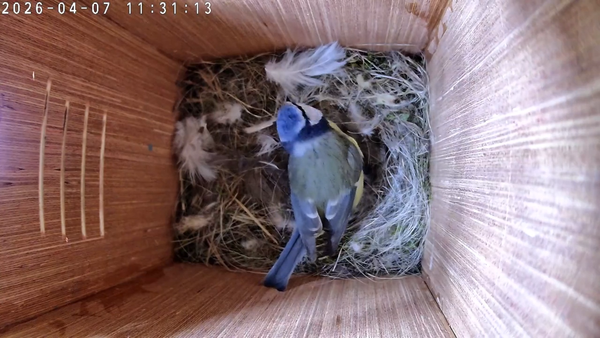 Cosy nest, one feather at a time 🐦🪶