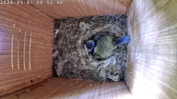 A Day Spent Nesting