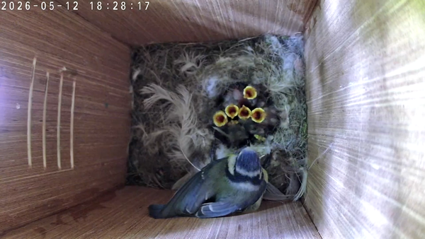 A Nest Full of Noise