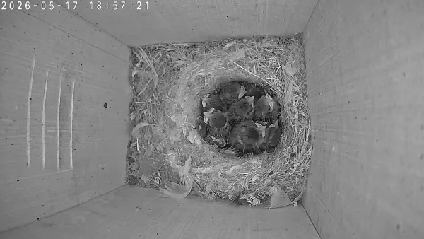 There is no more quite days in the nest
