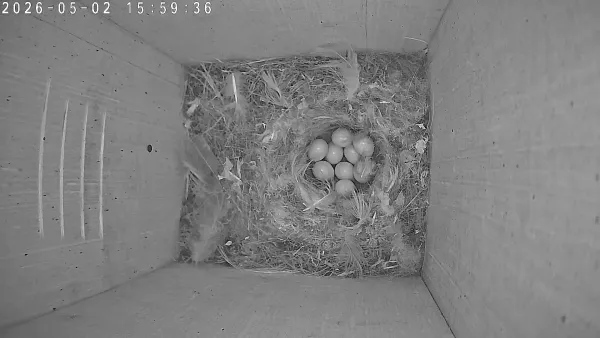 A Calm Day of Incubation