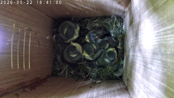 The Final Days in the Nest